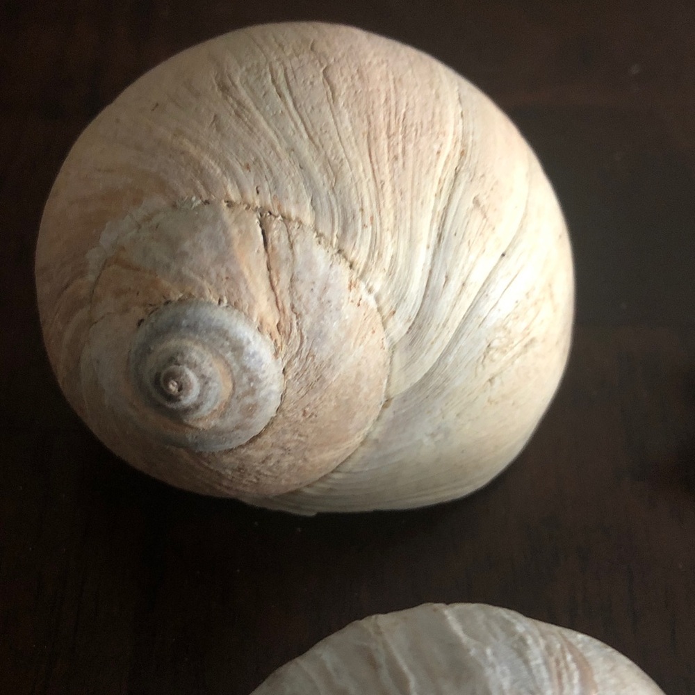 👶🏻 Assorted Seashell Collection - Picture 9 of 15